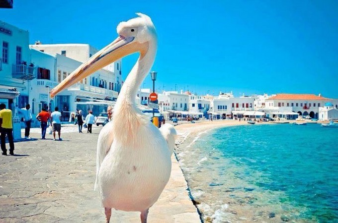 Petros... The legendary Pelican of Mykonos